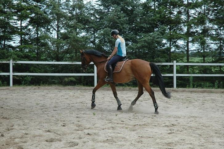Tysk Oldenburger Elnino<3 <3 ¤R.I.P¤  billede 7