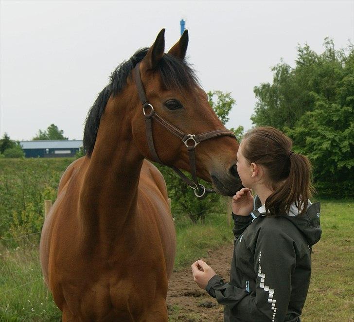 Tysk Oldenburger Elnino<3 <3 ¤R.I.P¤  - Nino <3<3<3 du er og var den bedste hest jeg havde haft (:<3 <3  billede 9