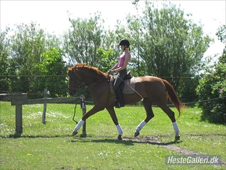 Dansk Varmblod Lobergs Carolina  - Billedet taler vist for sig selv :) En skøn sommerdag og min 2. ridetur på Caro! billede 4