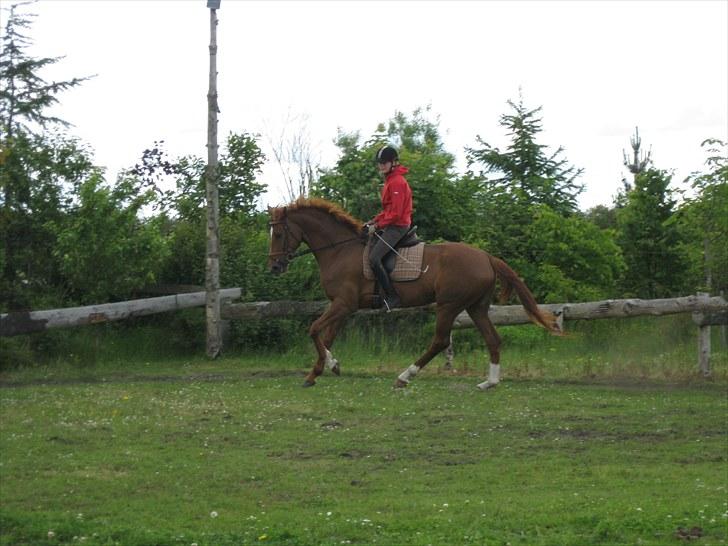 Dansk Varmblod Lobergs Carolina  - første ridetur på Caro! billede 7