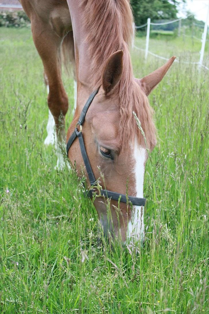 Anden særlig race Safir billede 5
