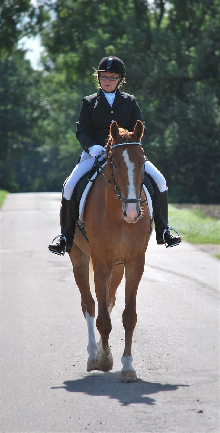Anden særlig race Safir - Efter programmet til stævne på BELS d.28.08.10 billede 7