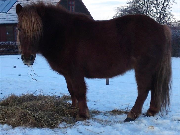 Shetlænder Ronja[Solgt]ISavnet<333 - Vinter uff koldt! ;P billede 4