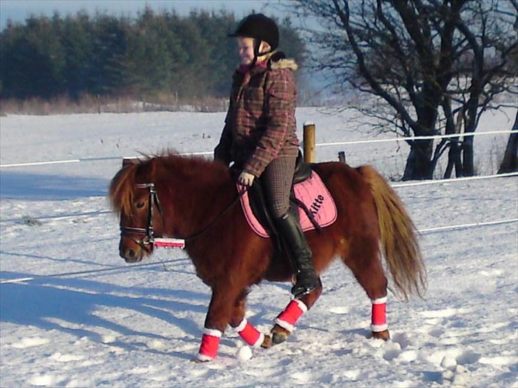 Shetlænder Ronja[Solgt]ISavnet<333 billede 5