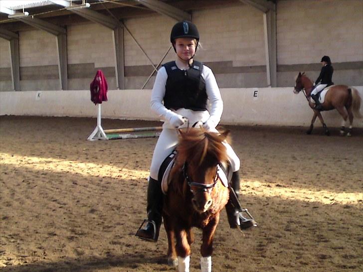 Shetlænder Ronja[Solgt]ISavnet<333 - Stævne på MRR :) Fik 3.plads på Bassen :DD billede 6