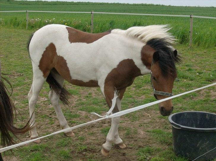 Anden særlig race fnuggi billede 6