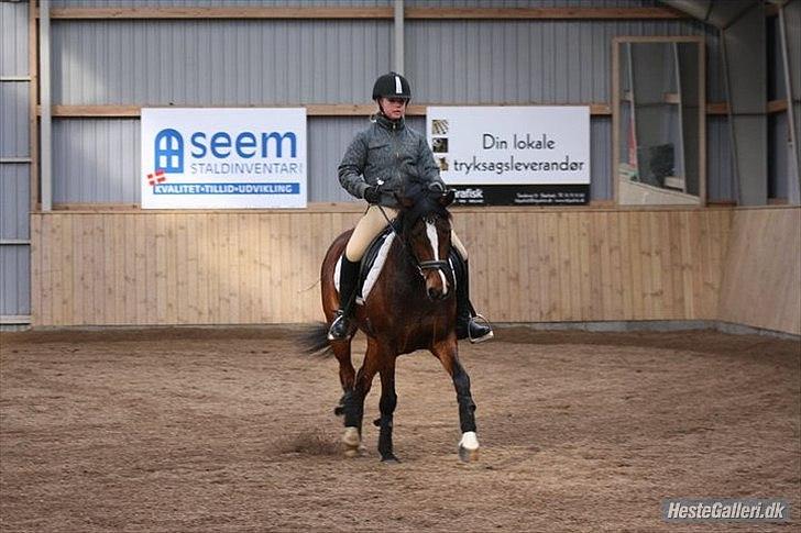 Welsh Partbred (Sec F) stjerneponyen MissDaisy:* - mig og daisy <3 schinkelvigning. foto: charlotte bloch jørgensen. billede 8