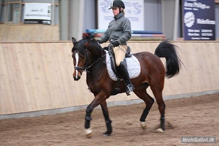 Welsh Partbred (Sec F) stjerneponyen MissDaisy:* - mig og daisy. schinkelvigning .jeg elsker dig !! ville ikk kunne leve uden dig skat ! du gør mig hel ! og du gør mit liv perfekt ! ( :der findes ikk en dejligere pony end dig skat ! for smukke du er virkelig den bedste !<3 foto: charlotte bloch jørge billede 9