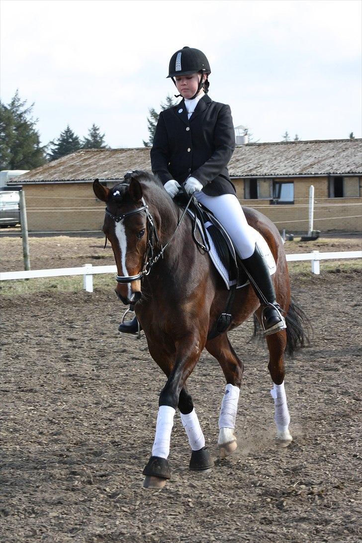 Welsh Partbred (Sec F) stjerneponyen MissDaisy:* - mig og daisy<3 bedsted stævne. jeg elsker dig minskat! billede 10