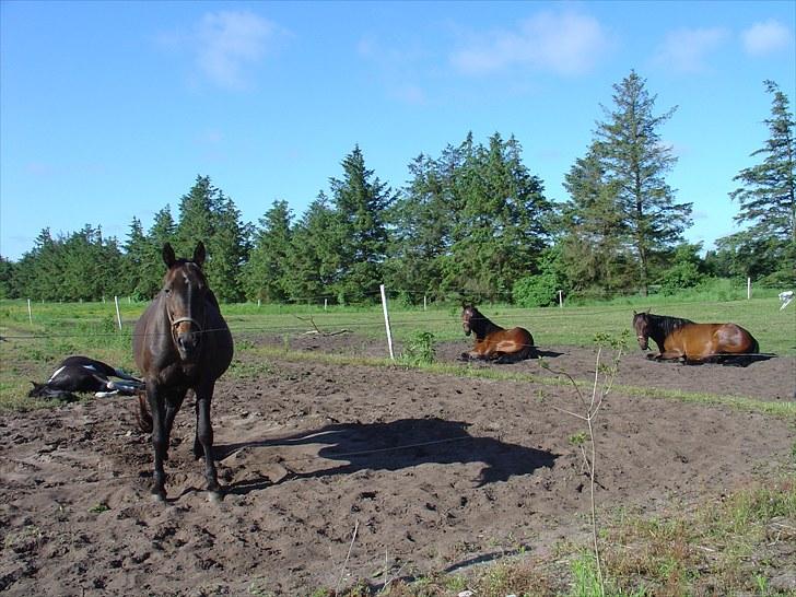 Traver Last Flashlight - ...og drengene tager en morfar  billede 16