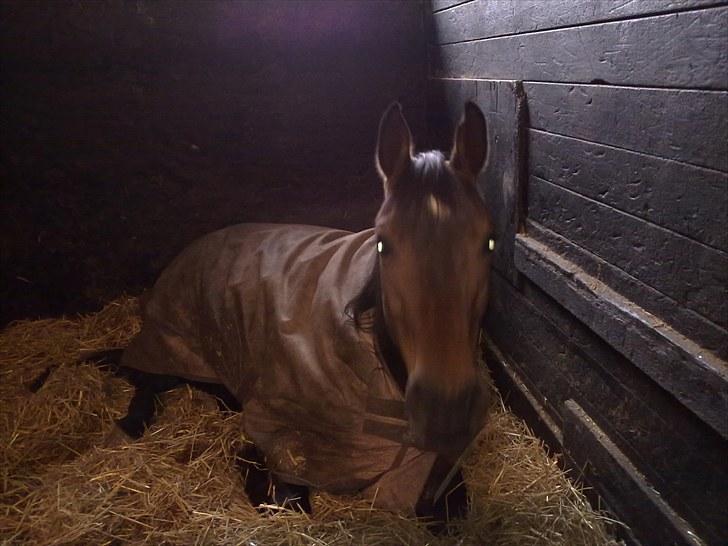 Arabisk fuldblod (OX) Gevinst.. Gammel part - NYT, hehe da han lå ned!:) billede 19