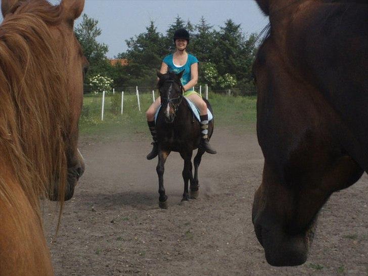 Connemara Elmely's Claudius ( Claus/ klundte)[Meget savnet] - her kommer vi... Foto af :Lulu billede 14