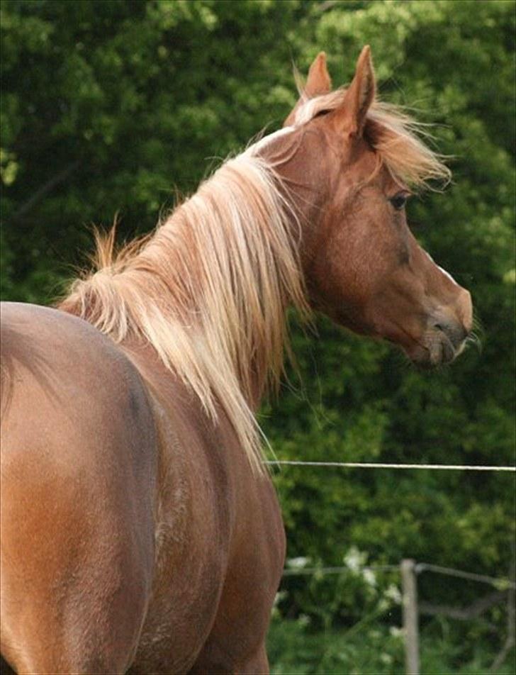 Arabisk fuldblod (OX) Al Wahiba Janan - SOLGT billede 15