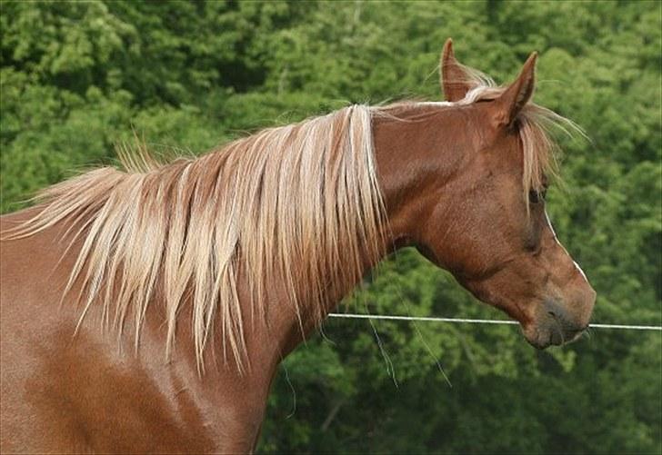 Arabisk fuldblod (OX) Al Wahiba Janan - SOLGT billede 17
