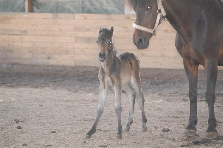 Anden særlig race Valbjerggaard´s Carisma - 1 døgn gammel billede 8