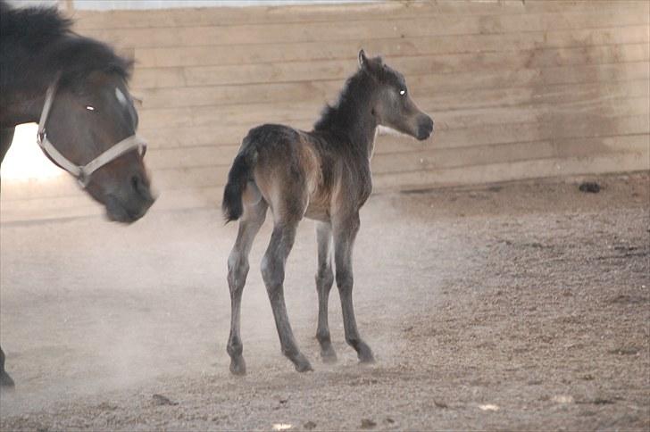 Anden særlig race Valbjerggaard´s Carisma billede 9