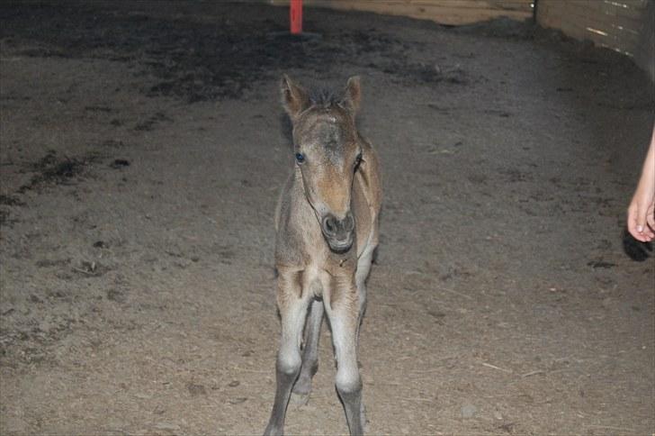 Anden særlig race Valbjerggaard´s Carisma billede 10