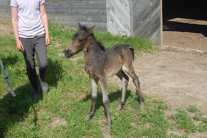 Anden særlig race Valbjerggaard´s Carisma - knapt 1 døgn gammel billede 11