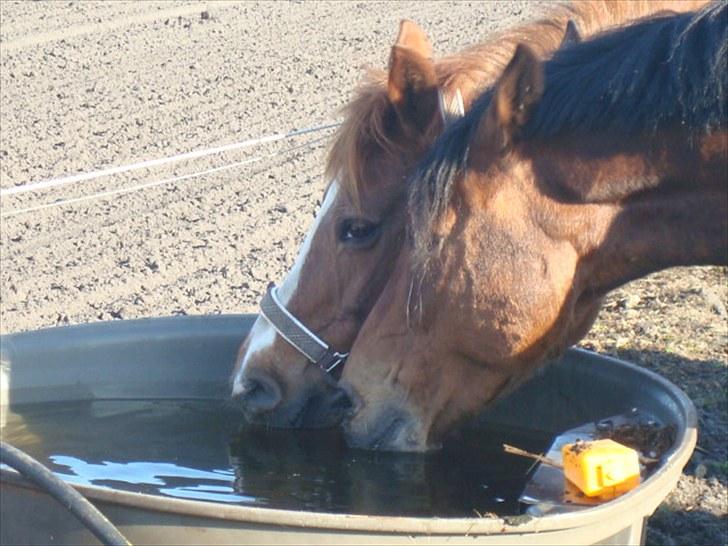 Anden særlig race Twiggie (Part) billede 3