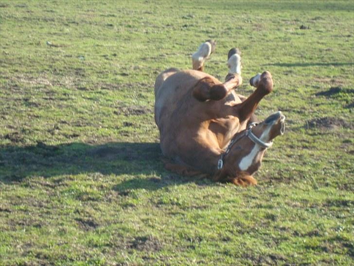 Anden særlig race Twiggie (Part) billede 4