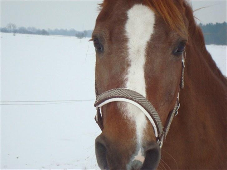 Anden særlig race Twiggie (Part) billede 6