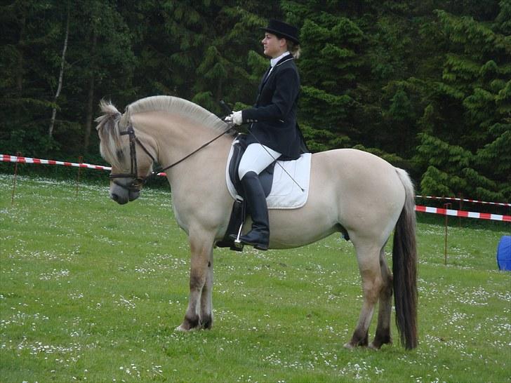 Fjordhest Mosegårdens Bine billede 8