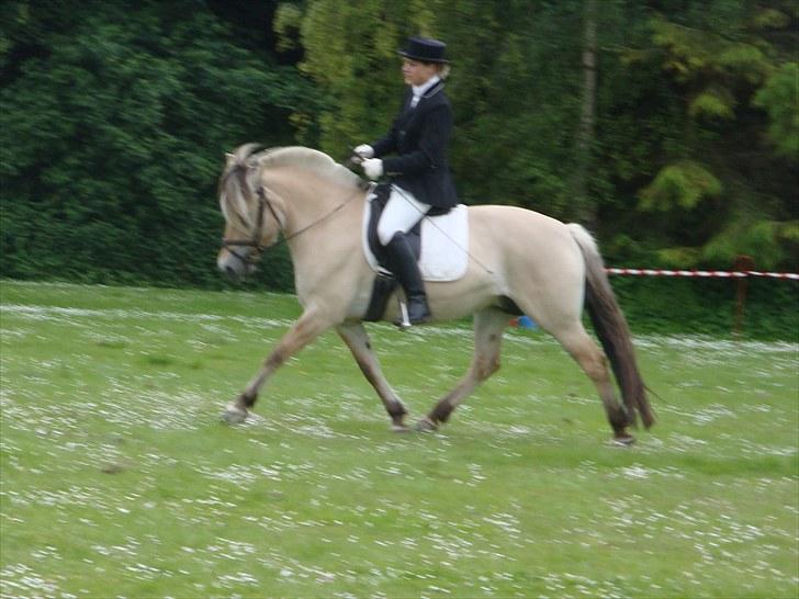 Fjordhest Mosegårdens Bine billede 9