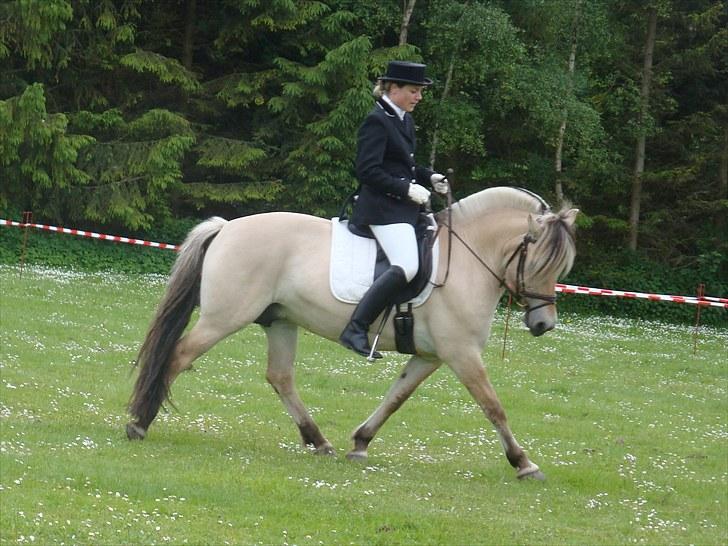 Fjordhest Mosegårdens Bine billede 10