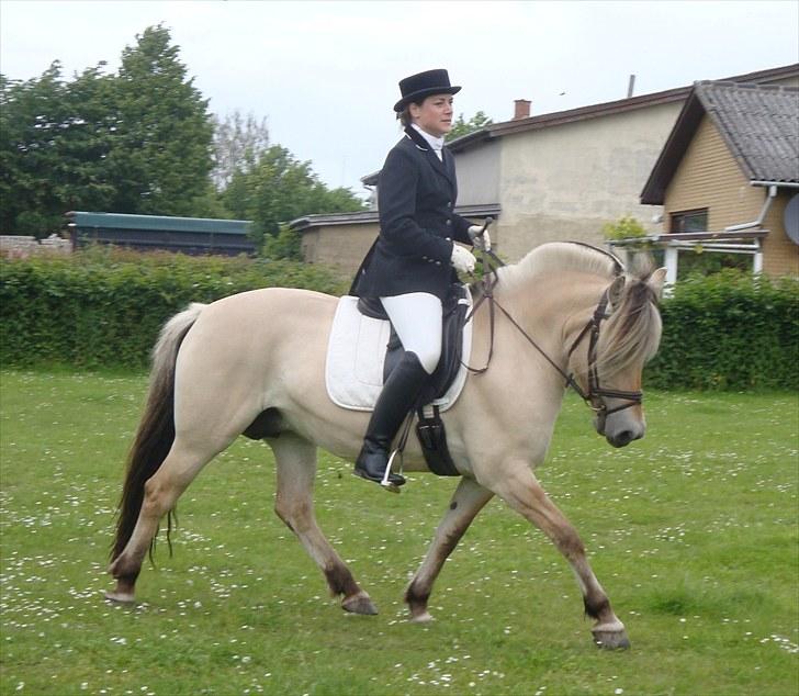 Fjordhest Mosegårdens Bine billede 11