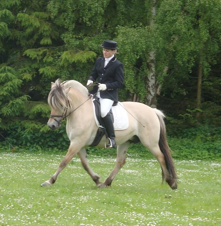 Fjordhest Mosegårdens Bine billede 12