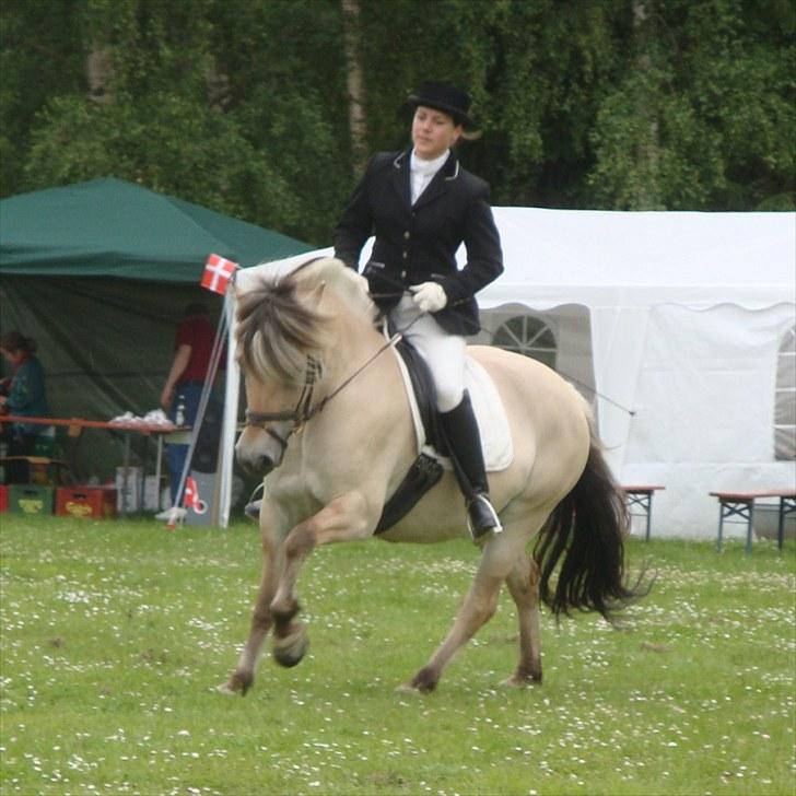Fjordhest Mosegårdens Bine billede 13