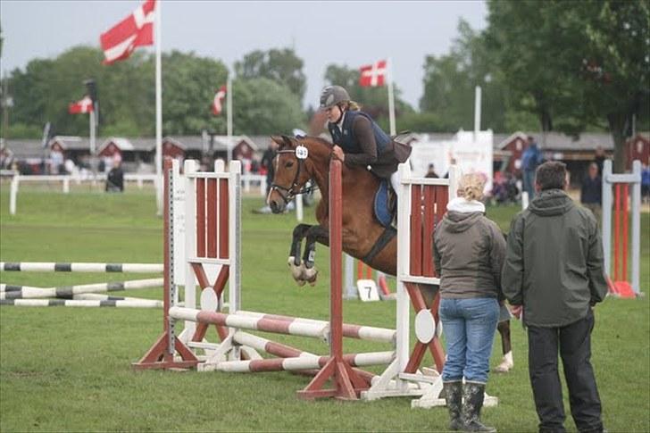 DSP Sir Lancelot - solgt - 11) Lance til spring på dyrskuet 2010 - 60 cm fejlfrit billede 11