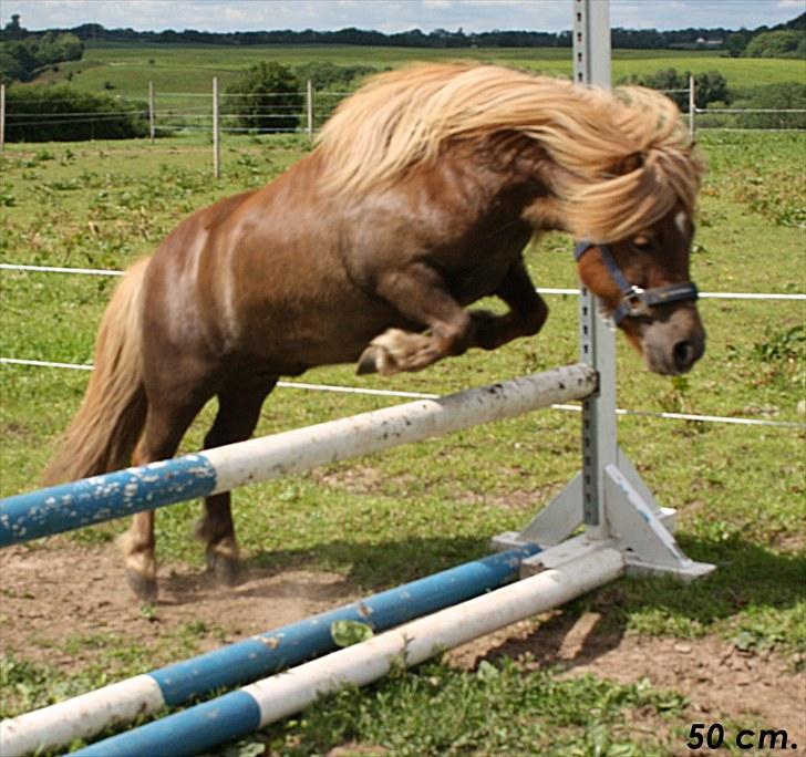 Shetlænder Charlottenlunds Olfert billede 15