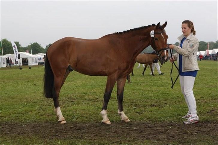 DSP Sir Lancelot - solgt - 12) Lance til karaktestik på dyrskue 2010 - 22 point. billede 12