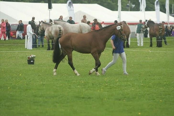 DSP Sir Lancelot - solgt - 13) Lance til bedømmelse på dyrskue 2010 - 22 point. billede 13