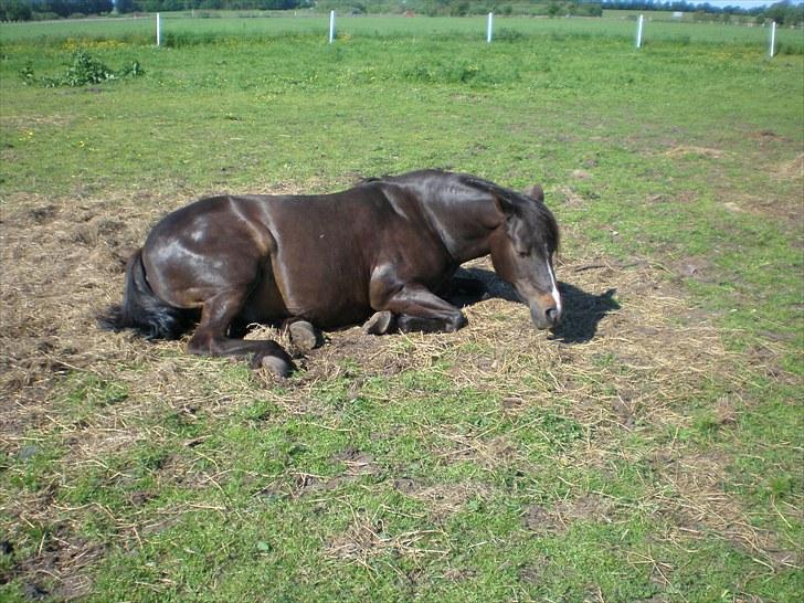 Connemara Elmely's Claudius ( Claus/ klundte)[Meget savnet] billede 15