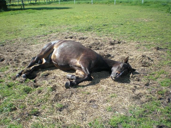 Connemara Elmely's Claudius ( Claus/ klundte)[Meget savnet] - er bleven træt på sine gammle dage. billede 16