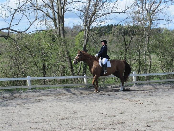 Dansk Varmblod Jack billede 12