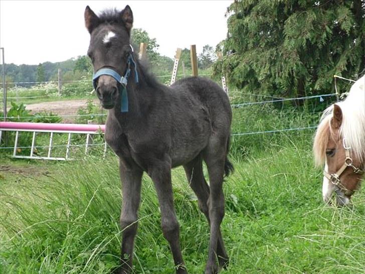 Anden særlig race Althea - Velkommen til min profil, giv gerne en bedømmelse:) billede 1