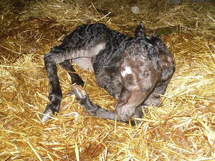 Anden særlig race Althea - førtse lur efter en god spadseren i boksen:) billede 2