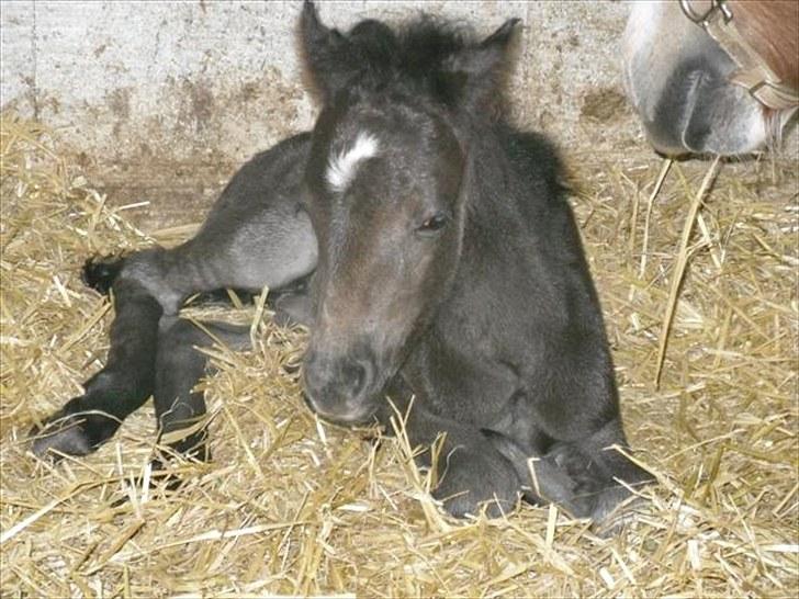 Anden særlig race Althea - så blev hun endelig tør:) og fin:) billede 3