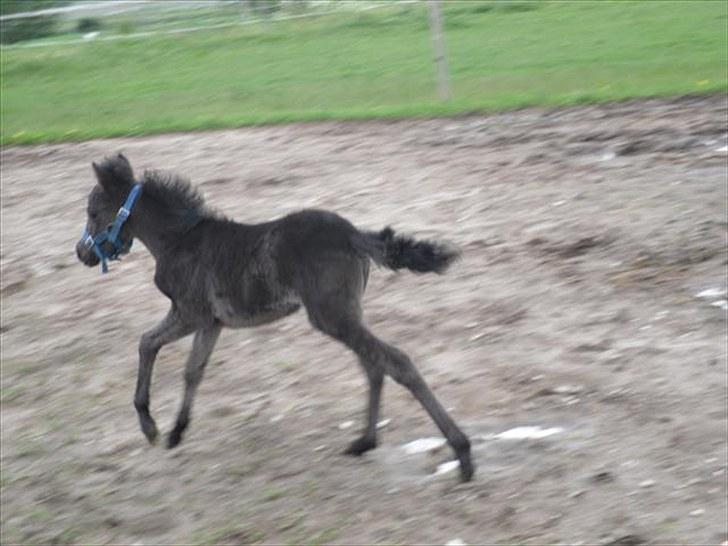 Anden særlig race Althea - så fin:) billede 4