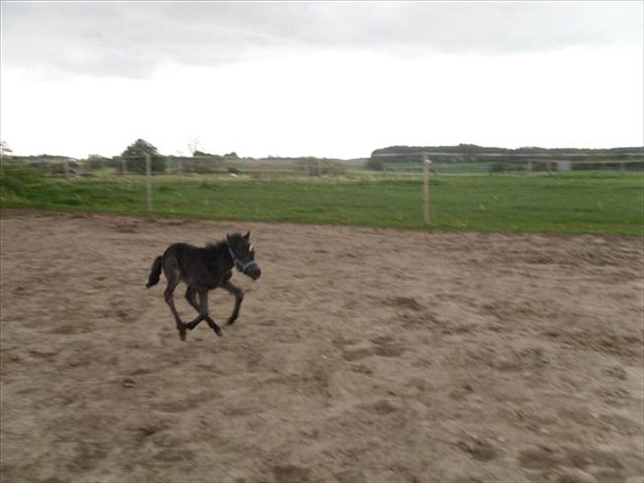 Anden særlig race Althea - første gang rigtig ude og strække ud. 1 dag gammel:) billede 5