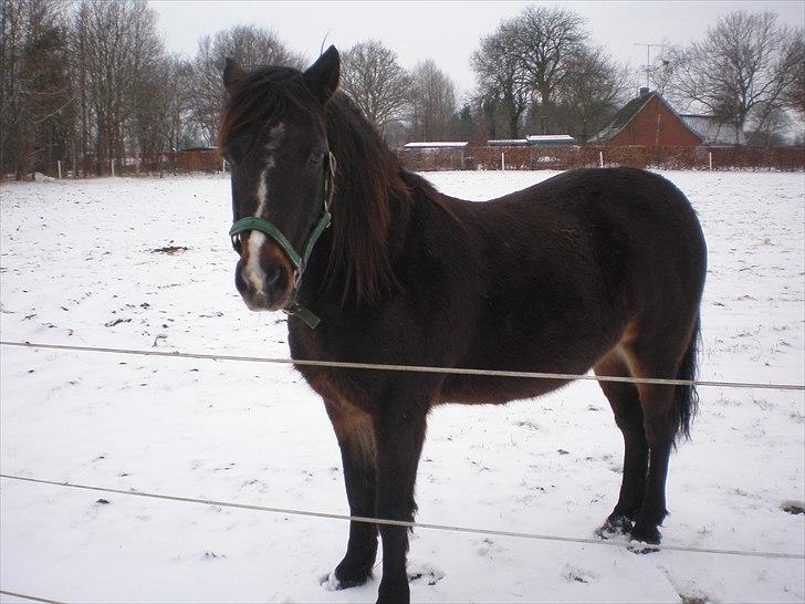 Connemara Elmely's Claudius ( Claus/ klundte)[Meget savnet] - 20-02-11 billede 18