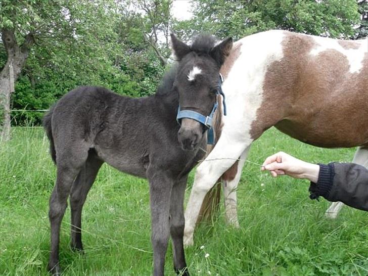 Anden særlig race Althea - er jeg ikke nuttet? reservemor gir mig et græsstrå at tygge på:) billede 7