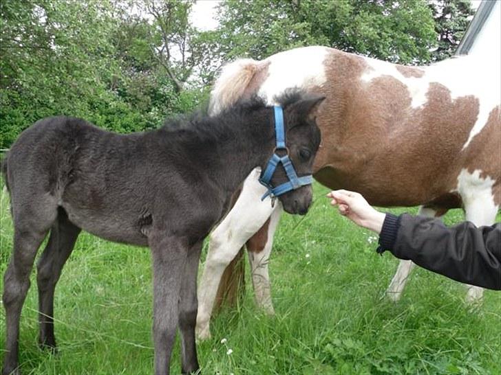 Anden særlig race Althea - guf.. billede 8