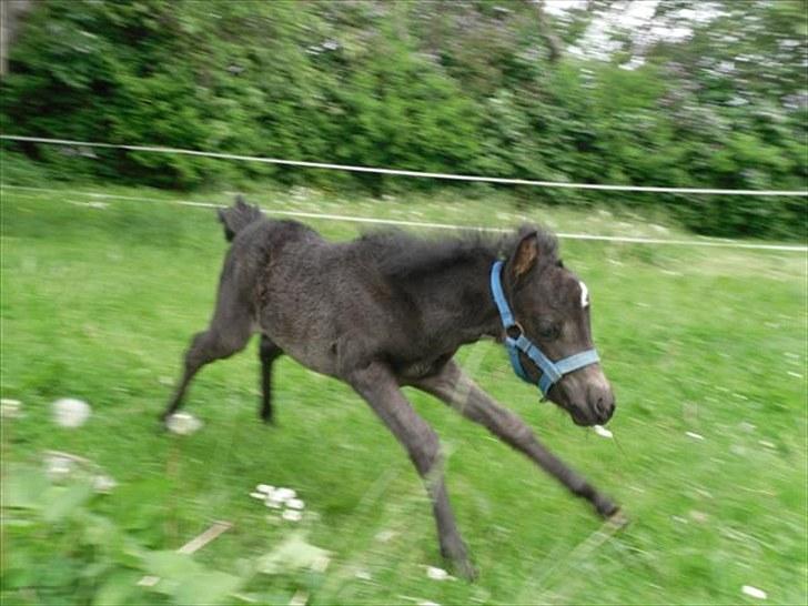 Anden særlig race Althea - pas på fotografen:) billede 9