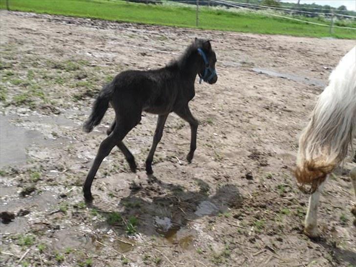 Anden særlig race Althea - lækker trav:) billede 10