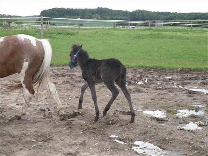 Anden særlig race Althea - moar vent lige:) billede 11