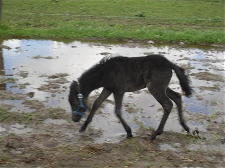 Anden særlig race Althea - hvad er det for noget våd jord?;) billede 12
